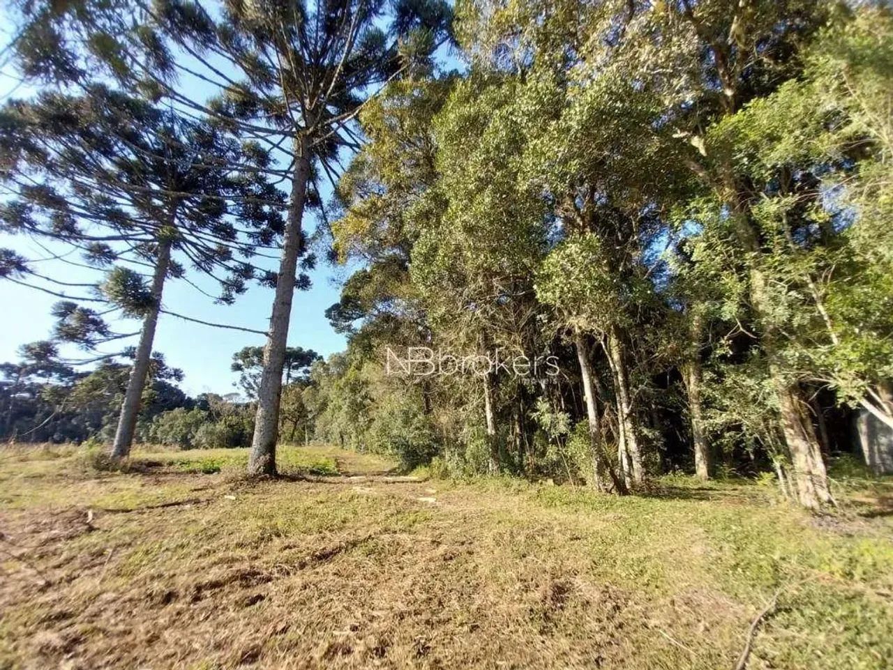 CHACARA /SJP/ NHOAIVA - Foto 4