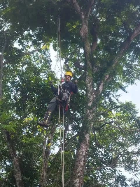 Poda e corte de árvores 