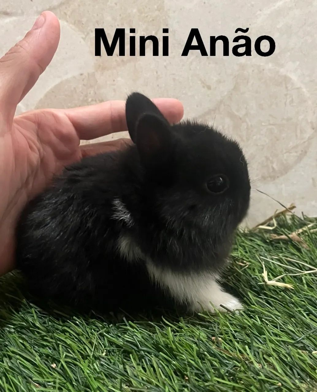 Mini coelhos - Foto 2