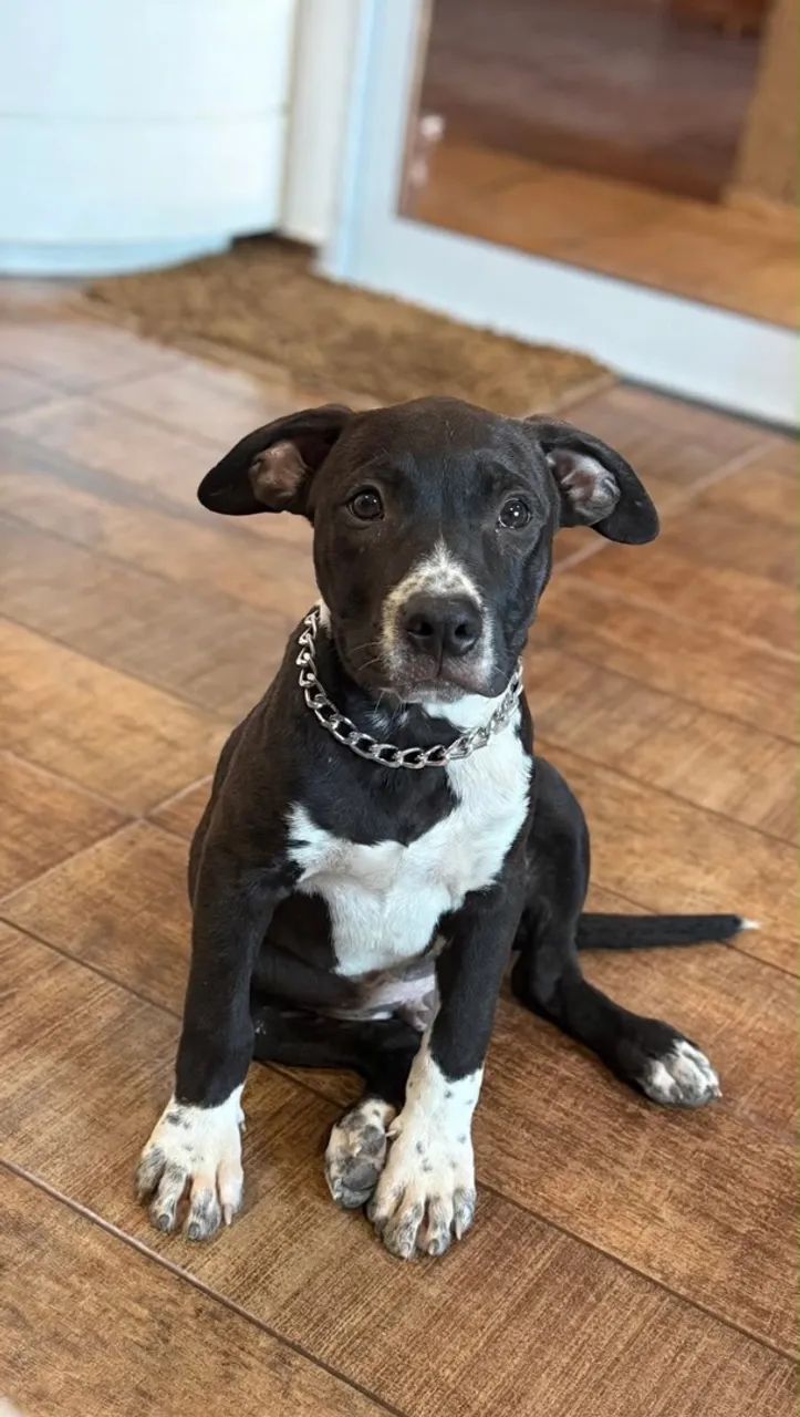 Pitbull macho e fêmea