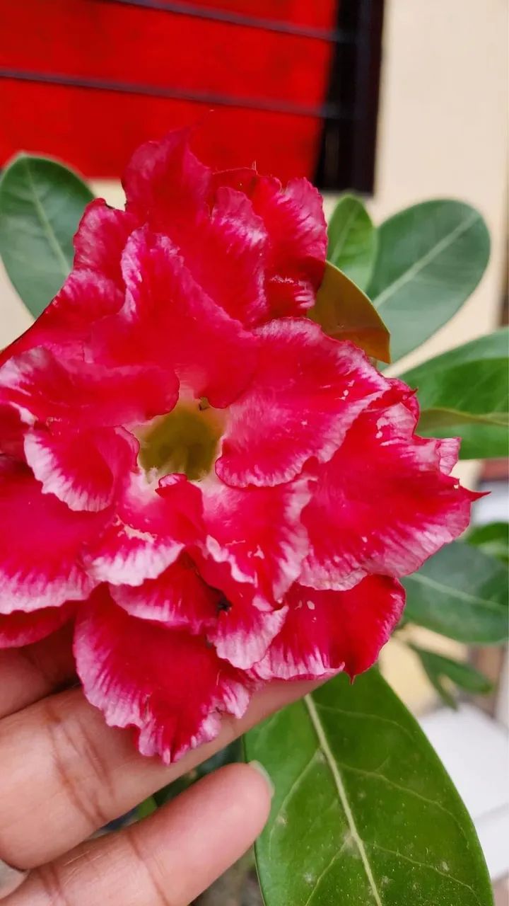 Rosa do deserto  - Foto 4