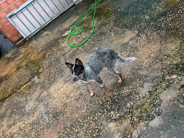 Filhote de cachorro  - Foto 4