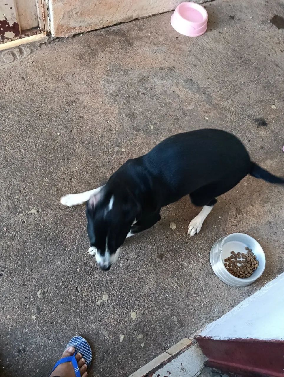 Cachorra mistiça - Foto 3