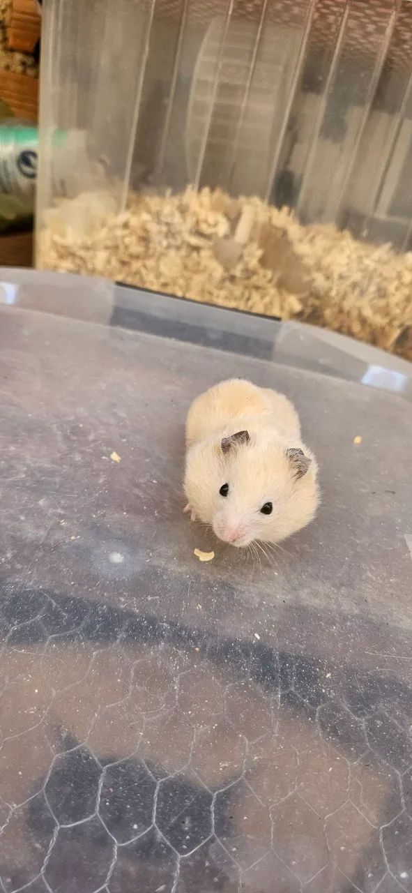 Hamster ? sírios disponíveis! - Foto 3