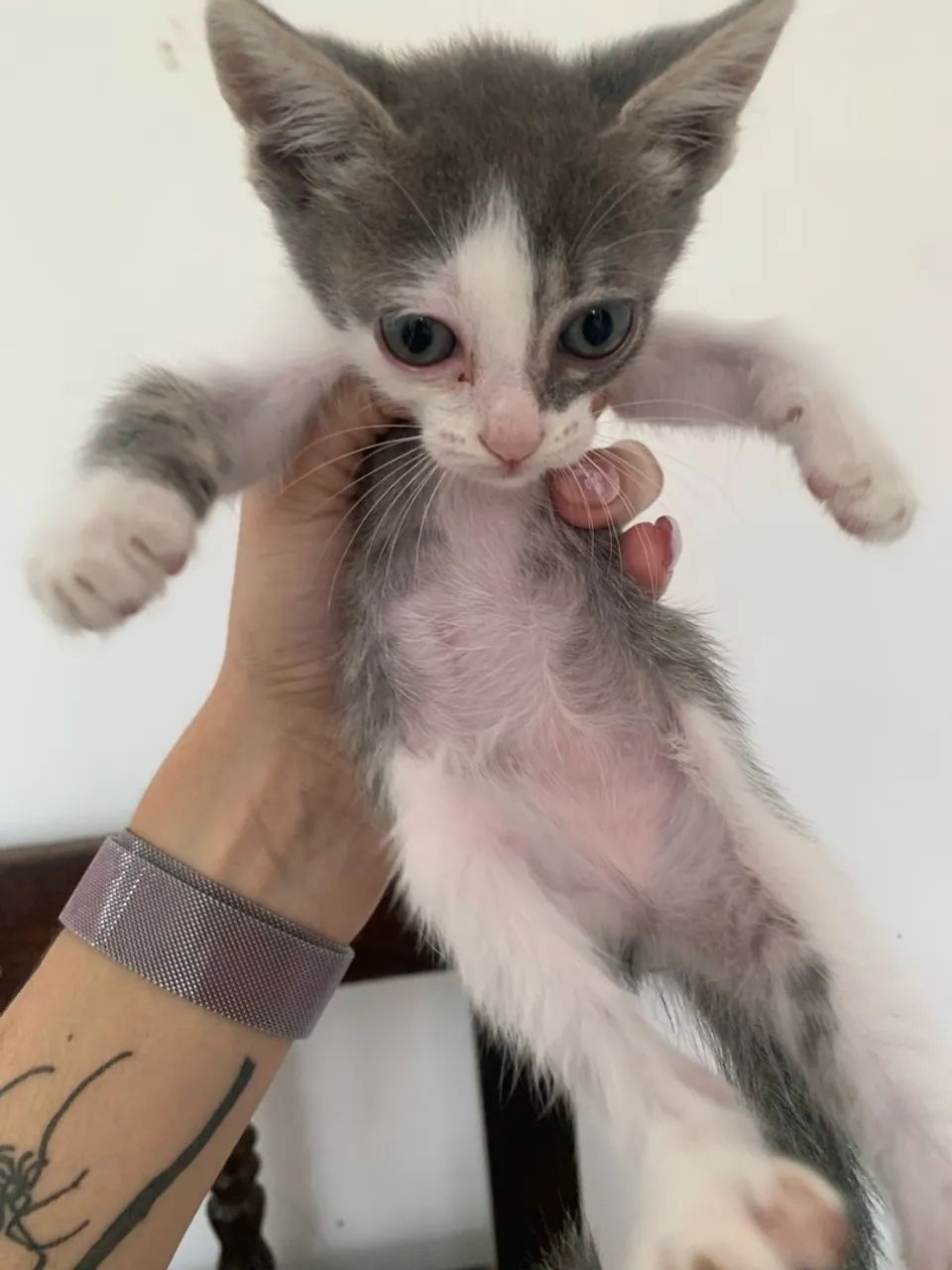 GATINHAS PARA ADOÇÃO 