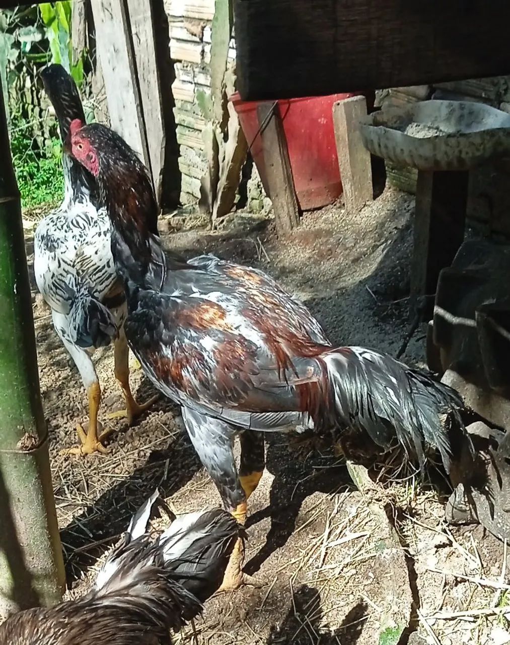 Frango índio gigante 