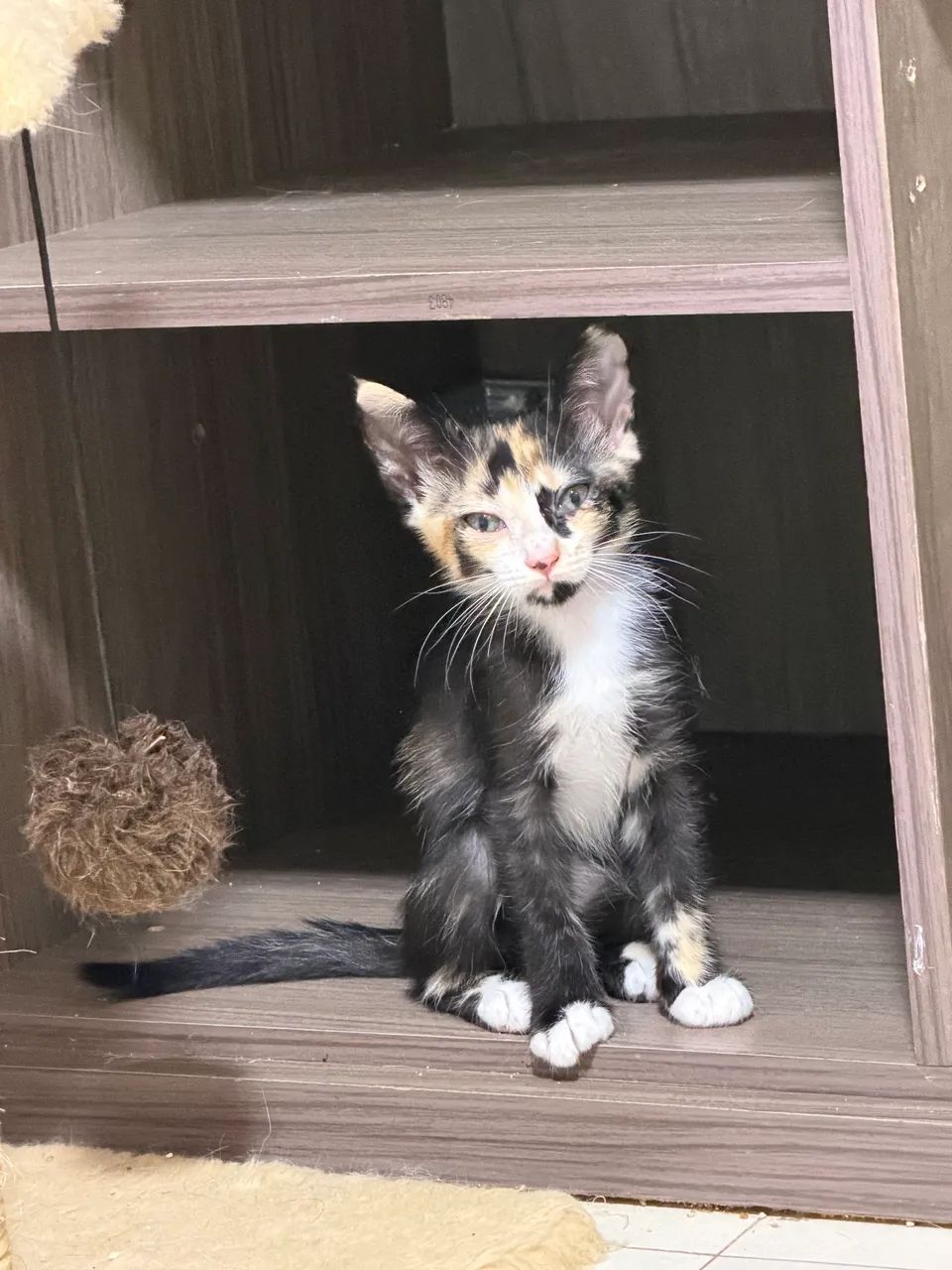 Doação gatos filhotes  - Foto 4