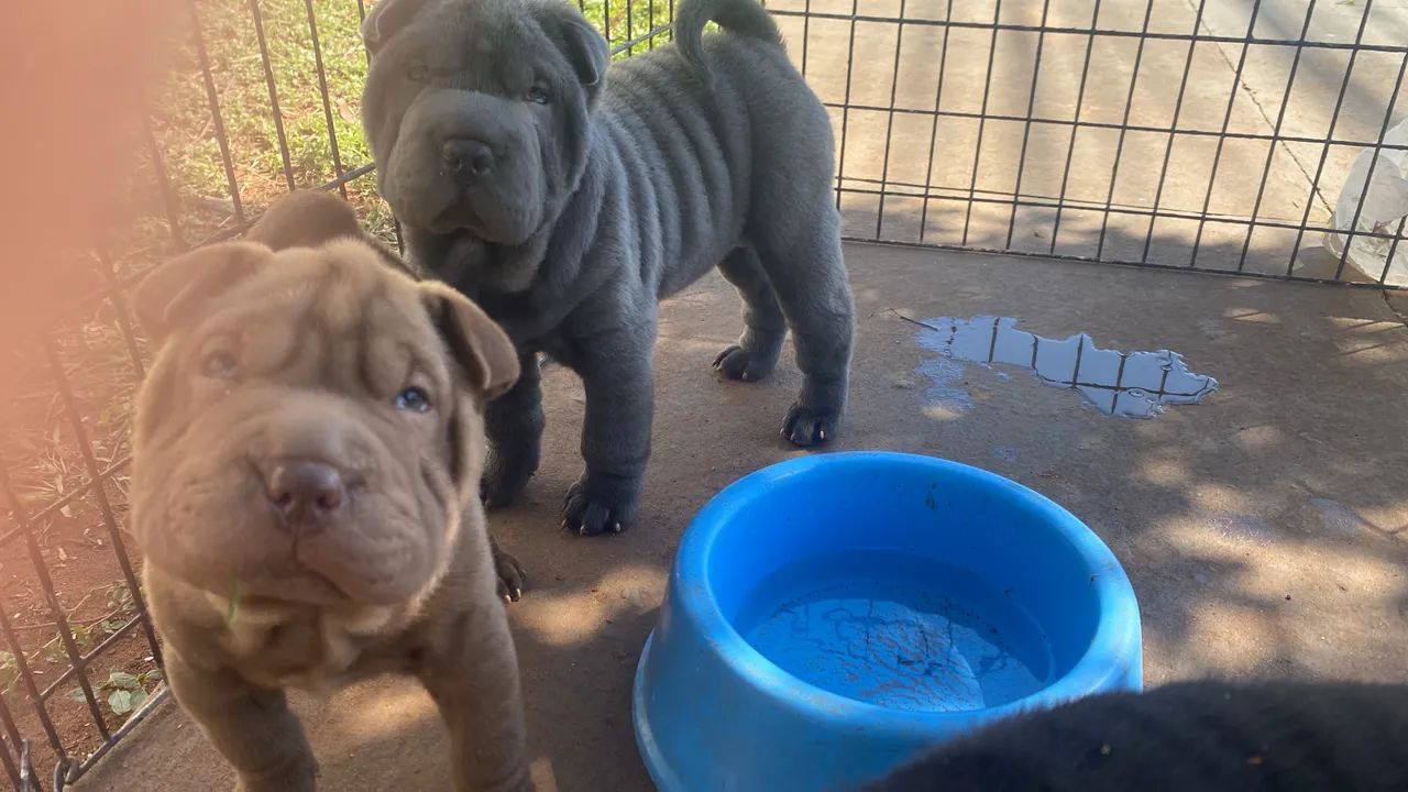 Shar pei