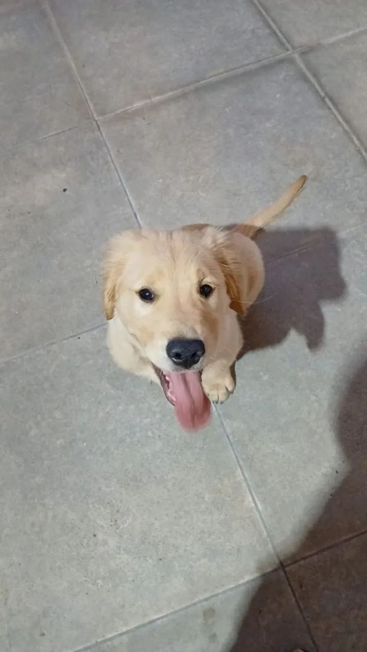 Fofura - Foto 3