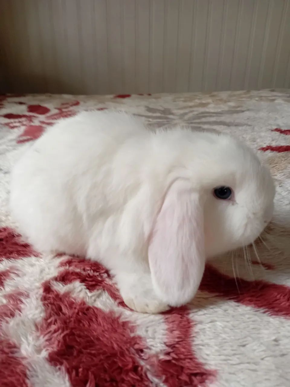 Mini lop 