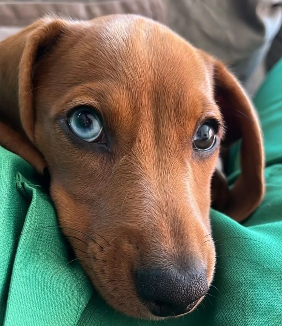 Dachshund MACHO - Salsicha