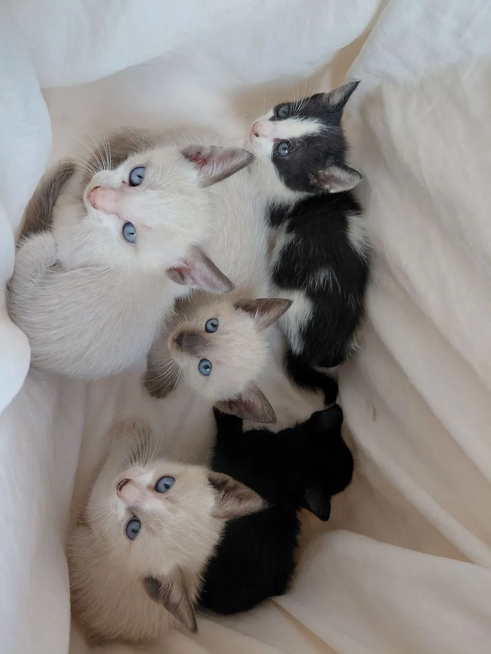 Todos queremos amor! Doação de lindos gatinhos  - Foto 3