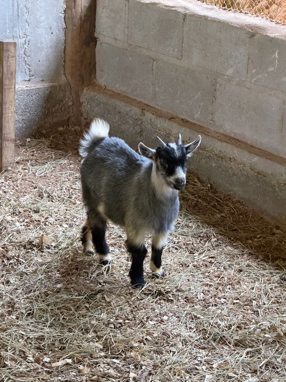 Mini cabrito  - Foto 4