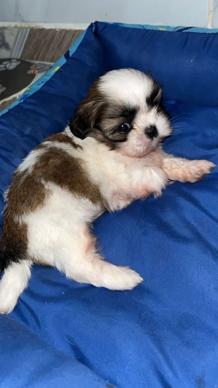 Lindo shitzu macho - Foto 2