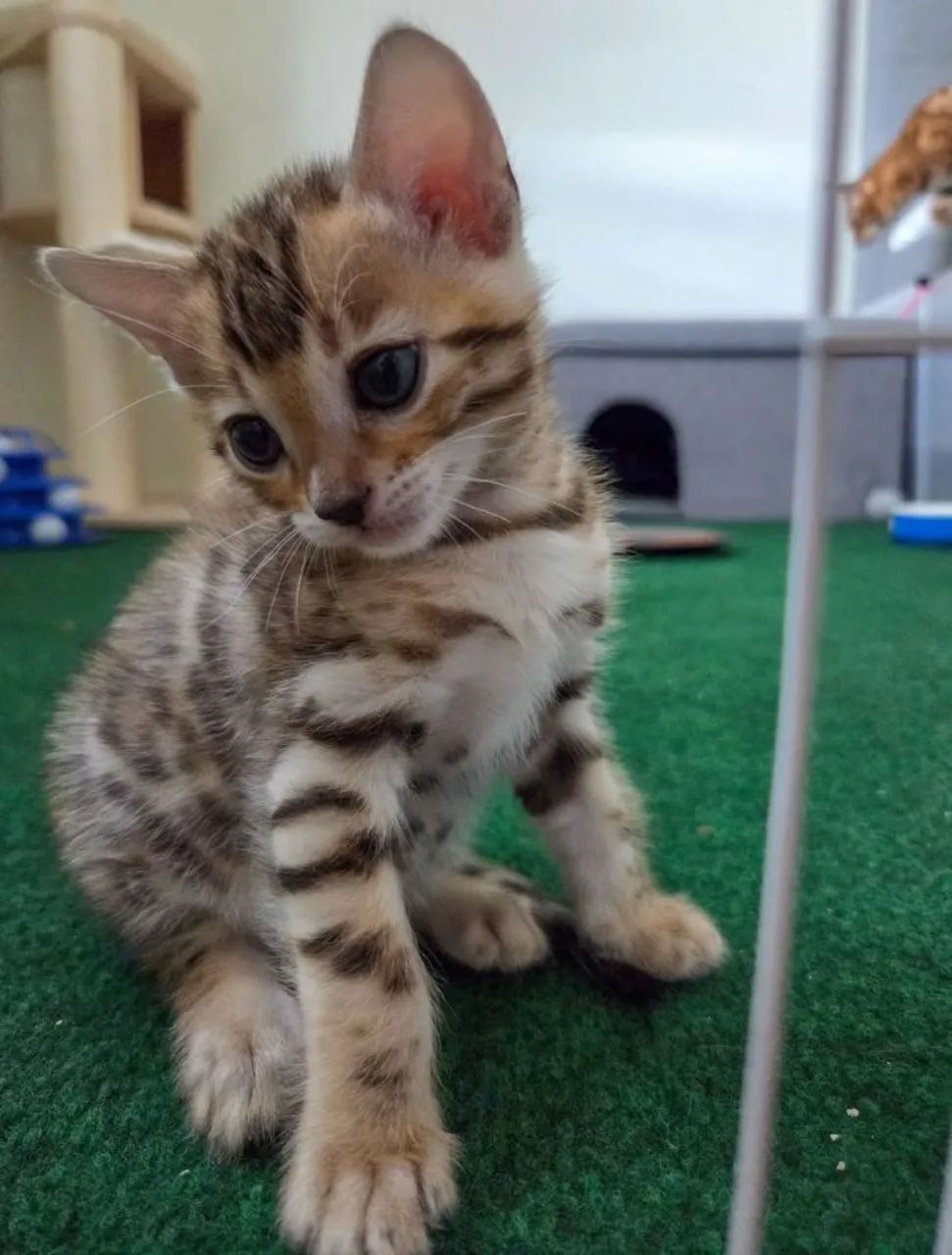 Bengal Cat Filhotes - Foto 5
