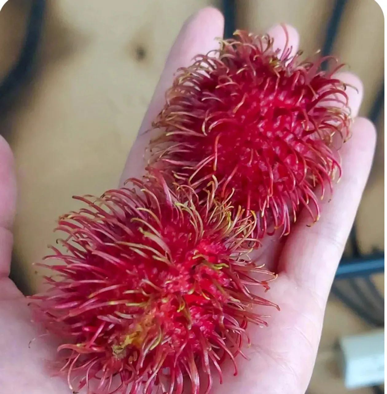 RAMBUTAN Mudas 