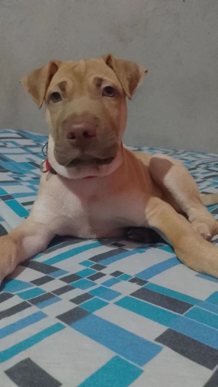 Vendo este cachorro ? Pitbull com charpei  - Foto 3