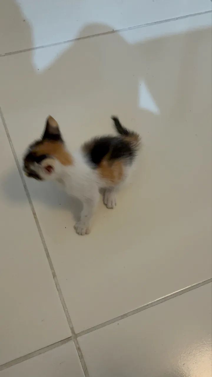 Gata para adoção  - Foto 3