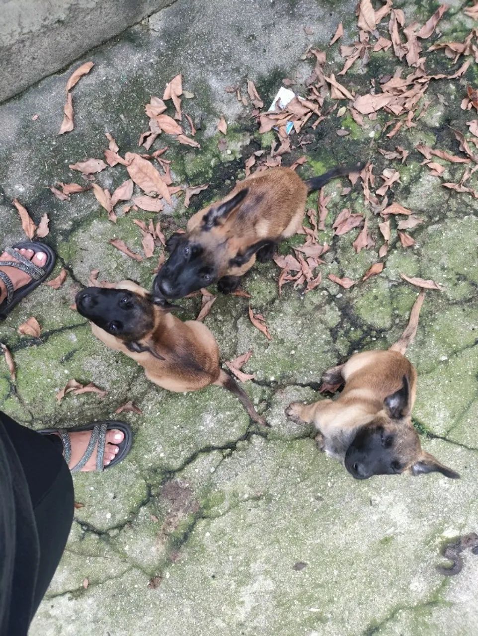 Cachorros filhotes  - Foto 3