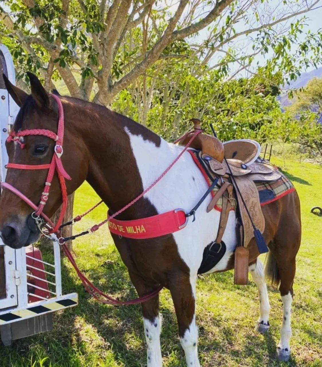 Cavalo Pint Horse  - Foto 3