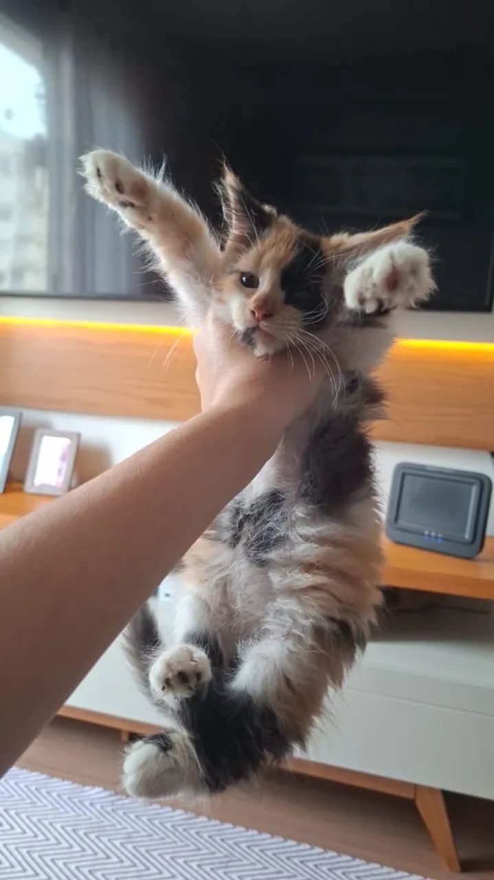 Maine Coon gatos filhotes disponíveis 