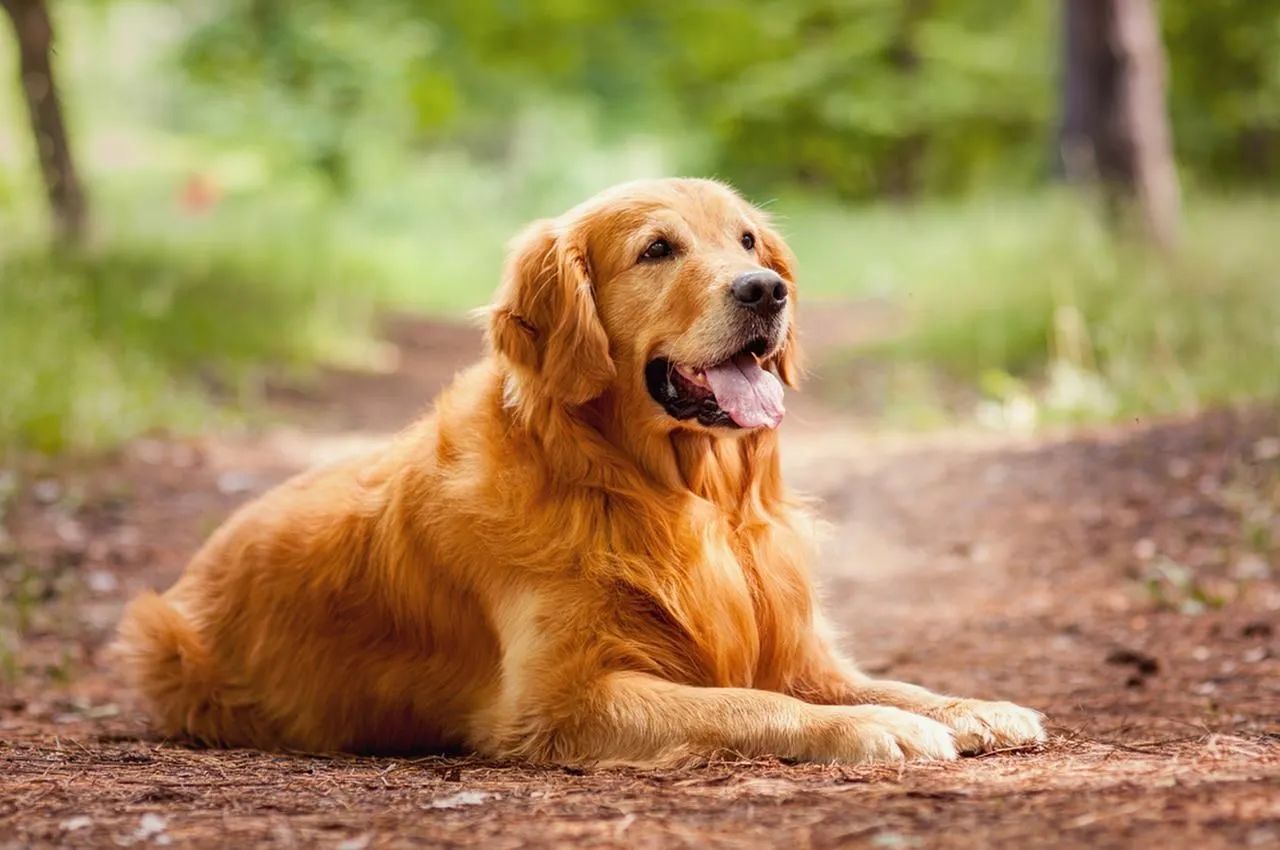 Doação de Golden Retriver - Foto 3