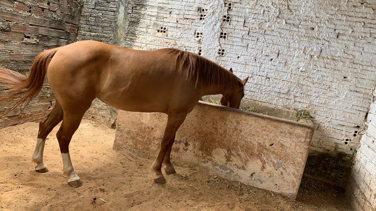 Égua QM - Foto 2