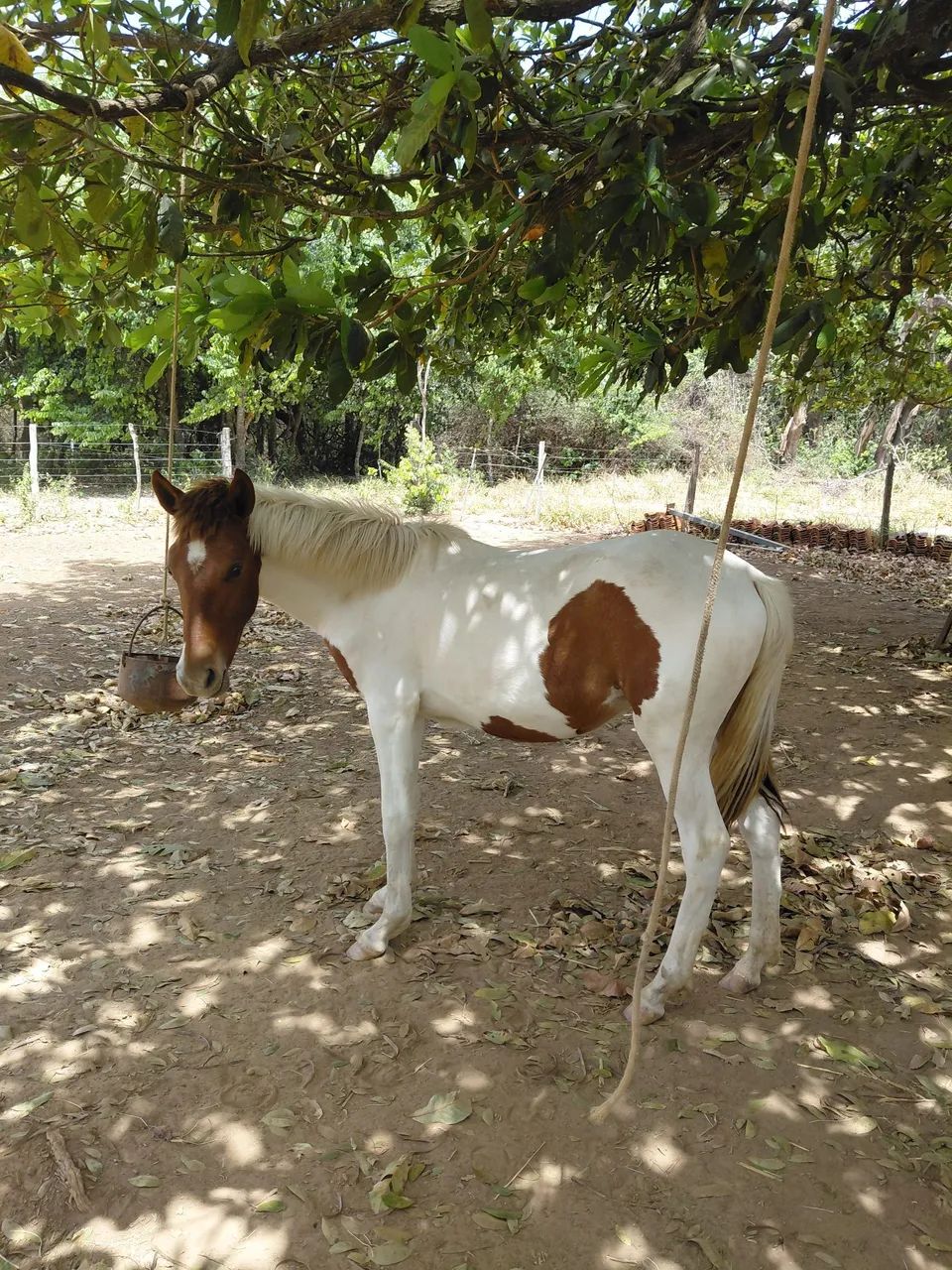 Potra manga larga marchador 