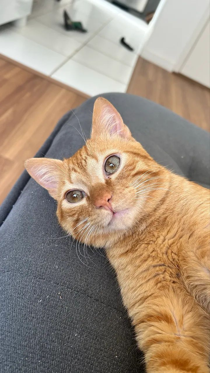 Doa-se gatos  - Foto 5