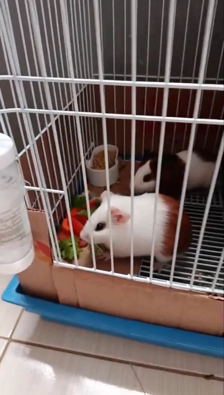 2 Porquinhos da india com gaiola e acessórios