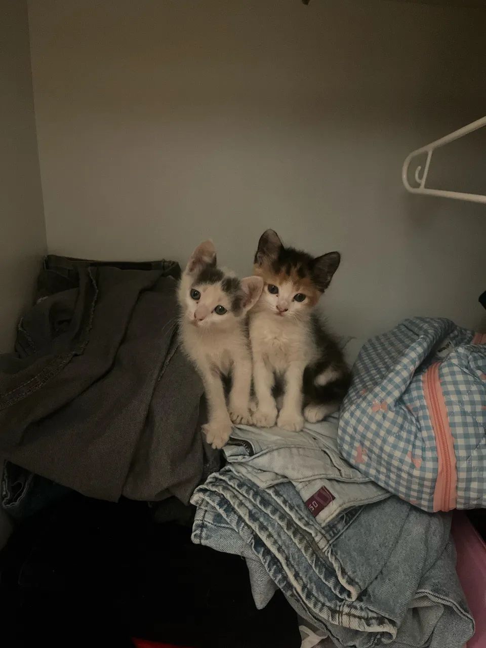 Doando/doação gatos 