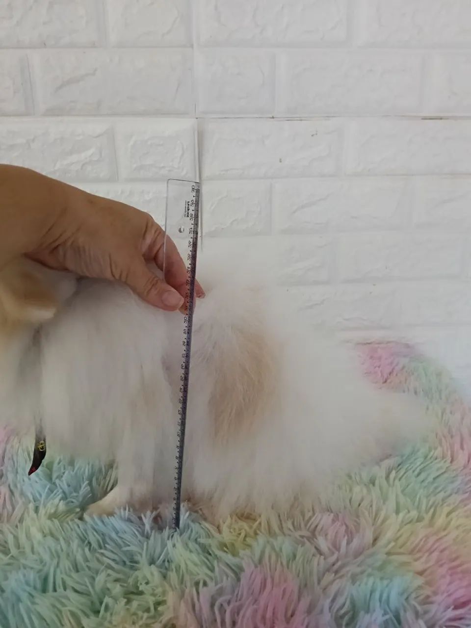 Lindo spitz macho com 9 meses - Foto 4