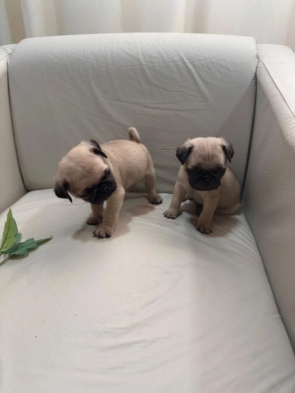 Filhotes de pug - Foto 3