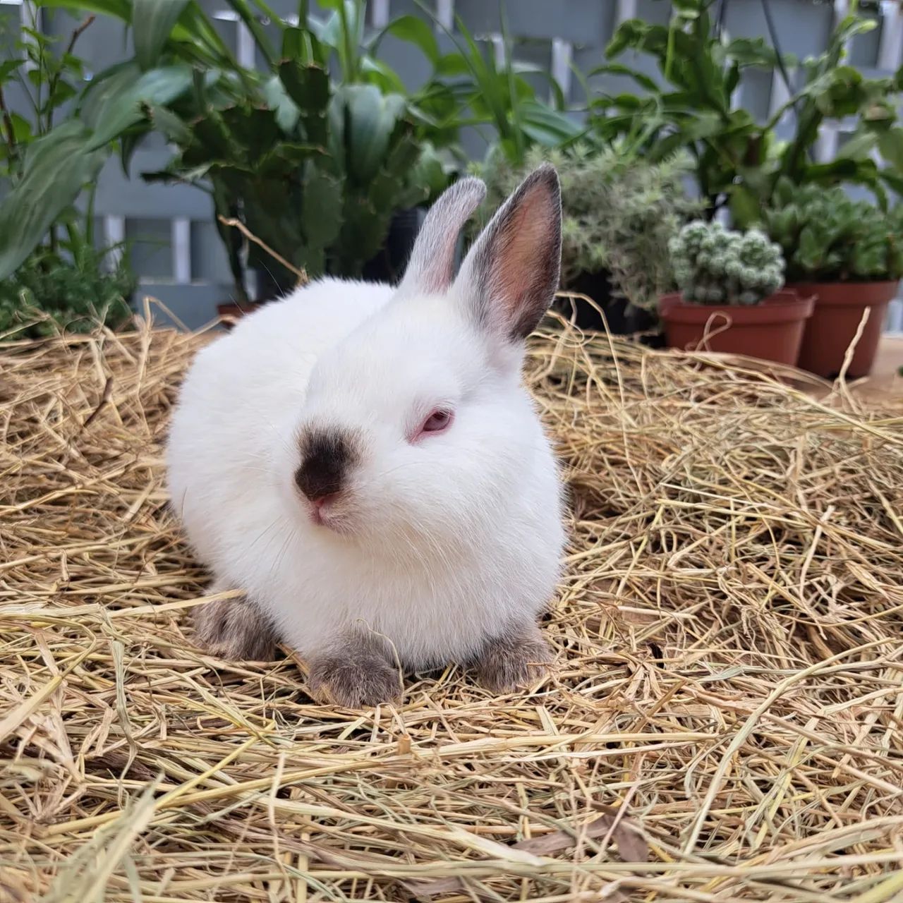 Netherland  - Foto 3