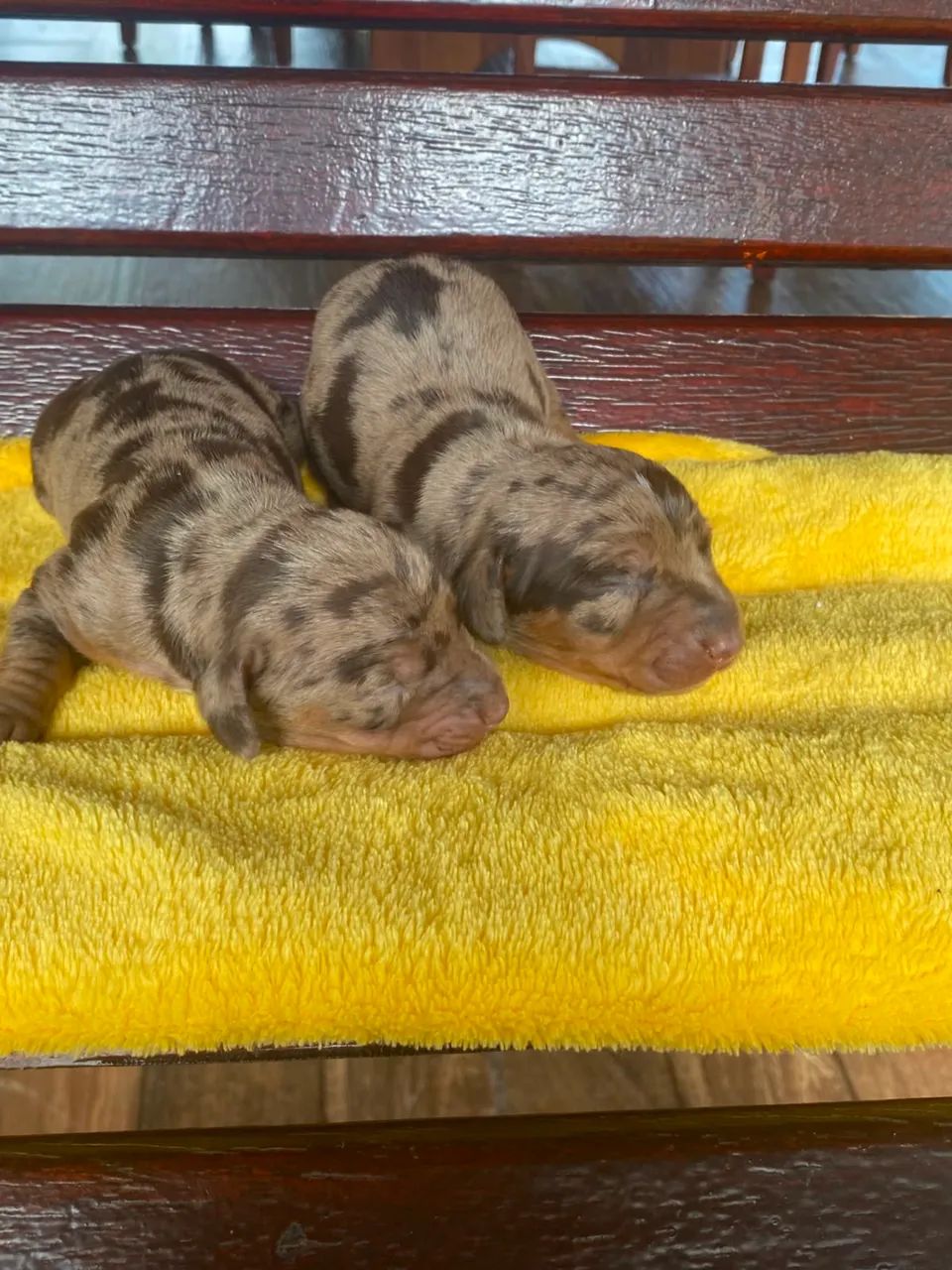 BassetDachshund  - Foto 3