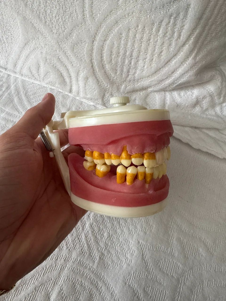 Manequim odontológico de cirurgia com dentes de periodontia Pronew