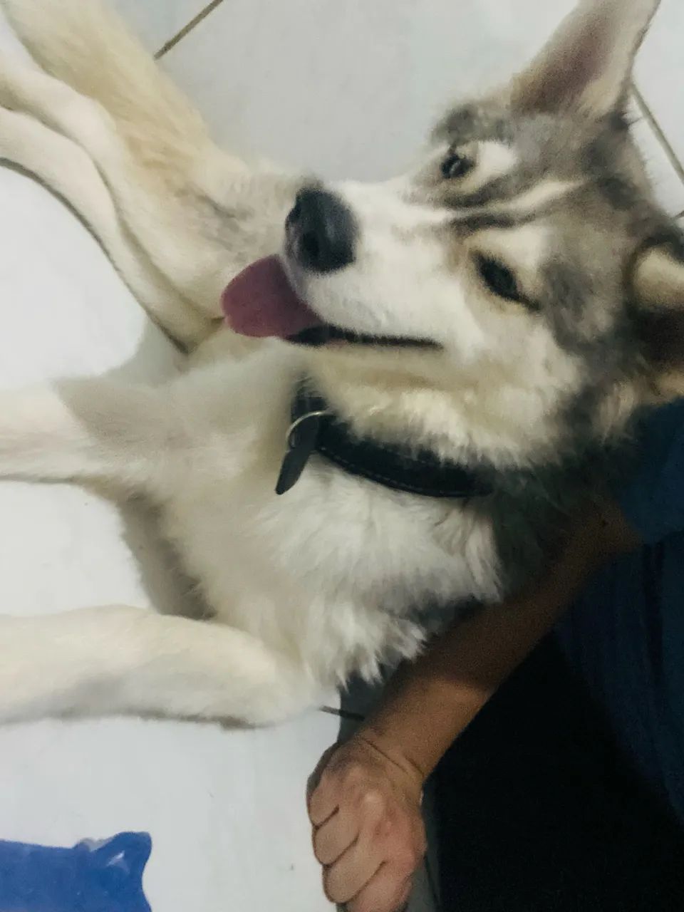 Husky siberiano - Foto 3