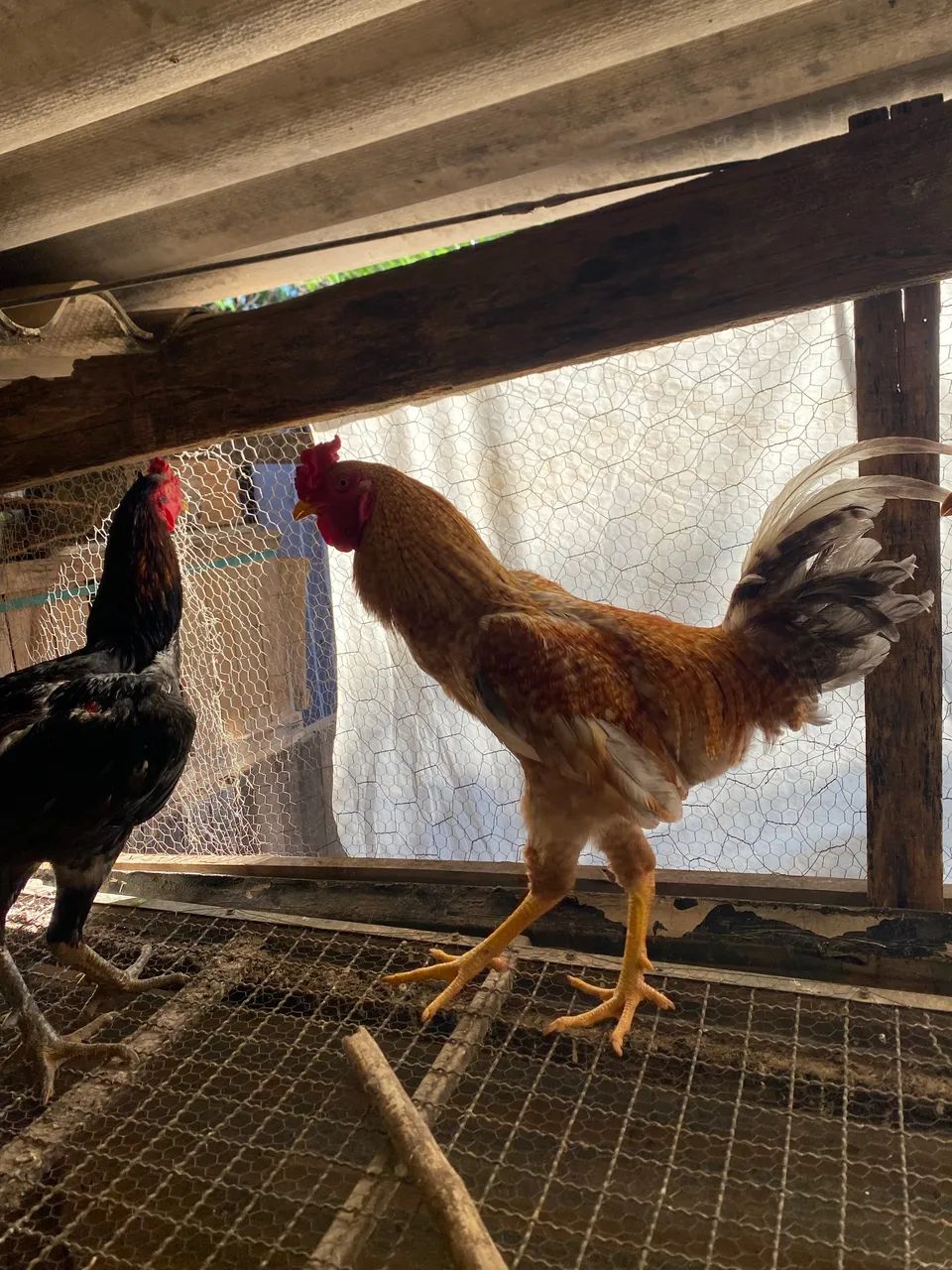 Frango  - Foto 3