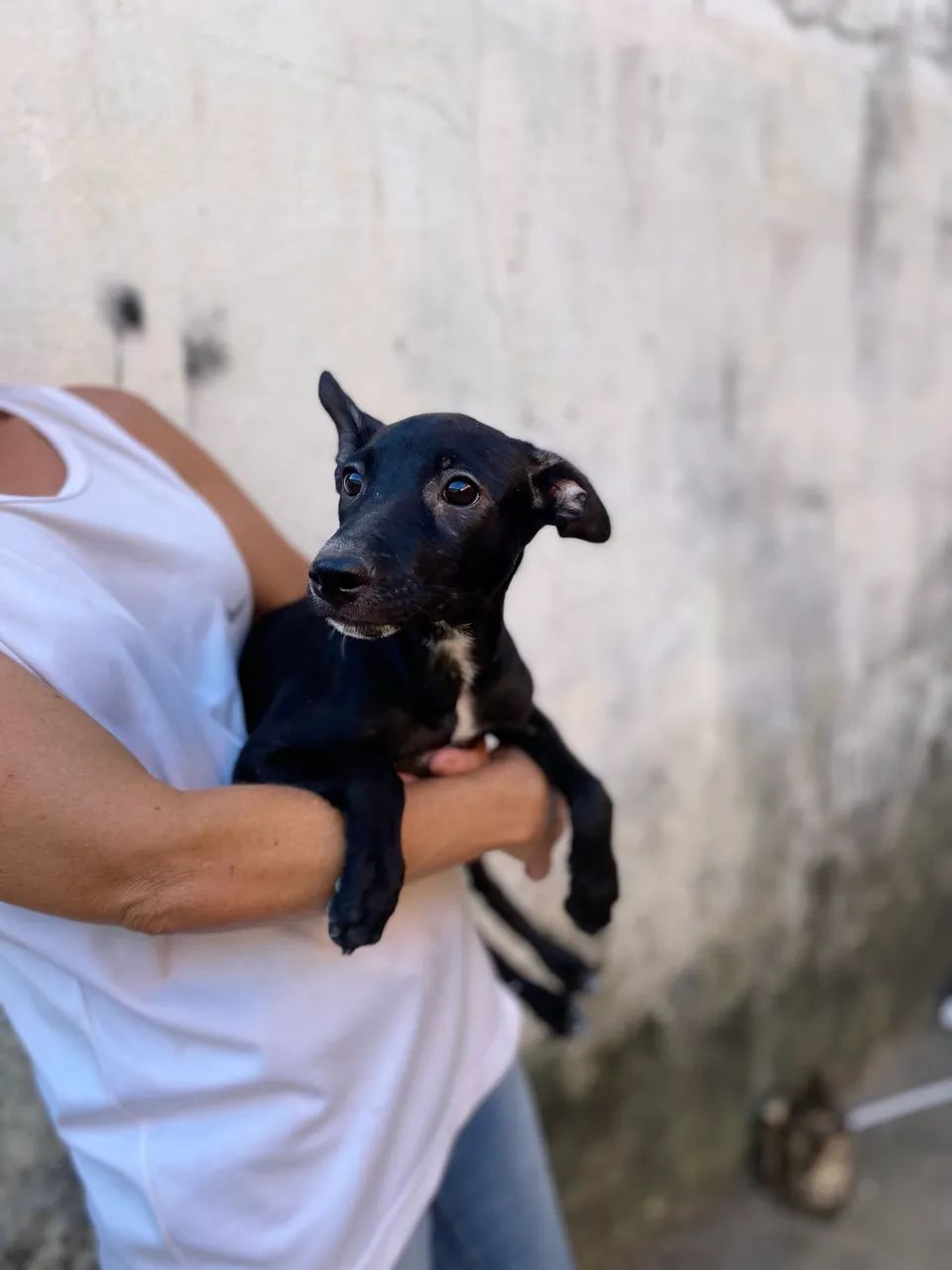 Cadelas para doação  - Foto 4
