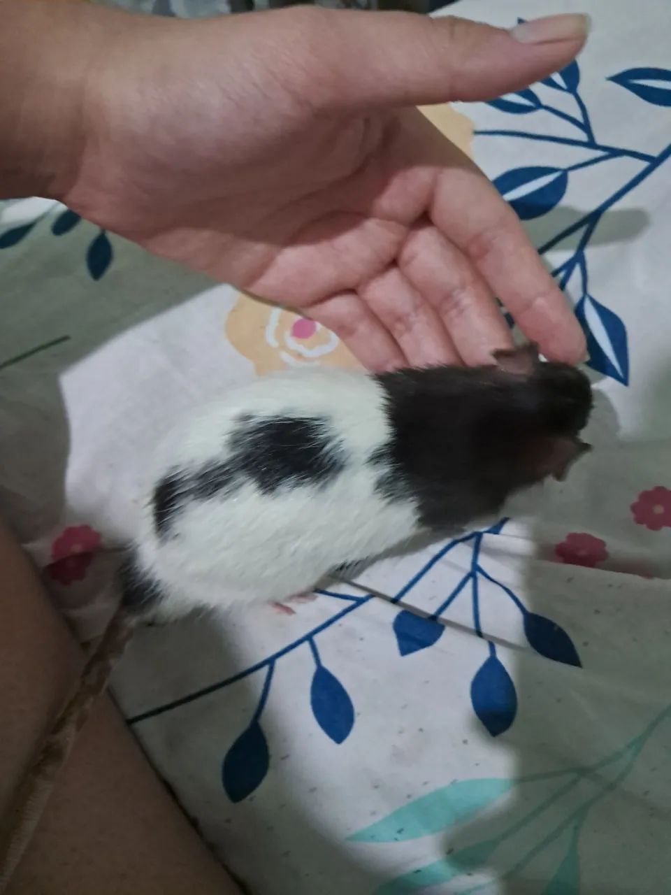 RATO TWISTER  - Foto 3