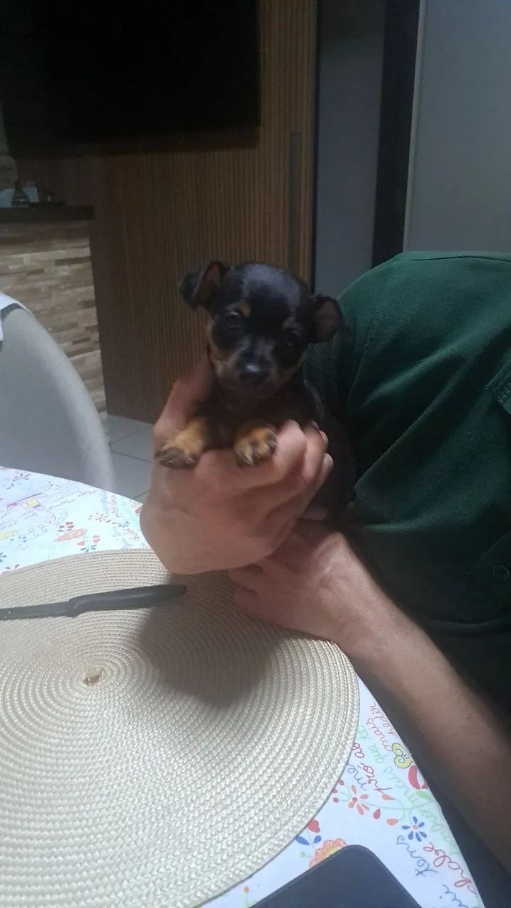 Vendo filhote de pinscher - Foto 3