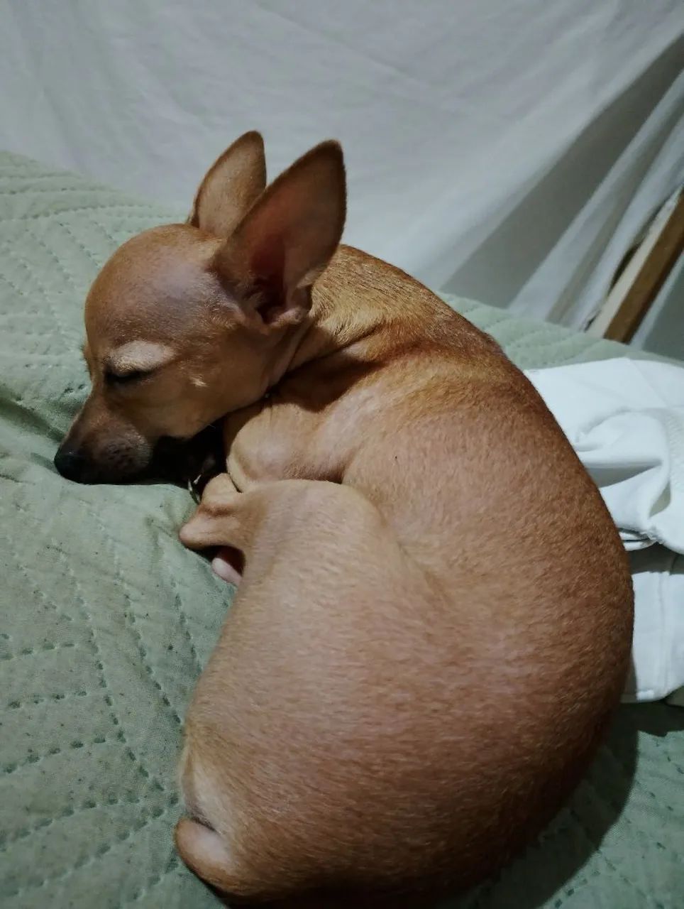 Pincher Mine zero 8 meses  - Foto 3
