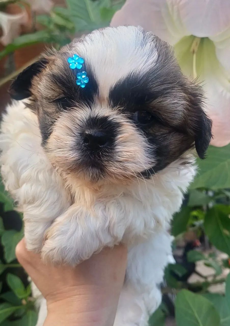 Shih Tzu  - Foto 2