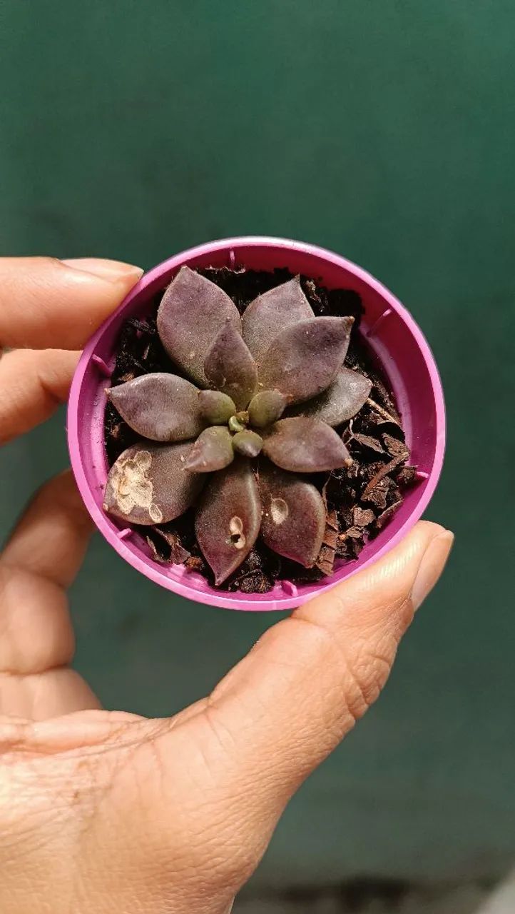 Suculentas e cactos 