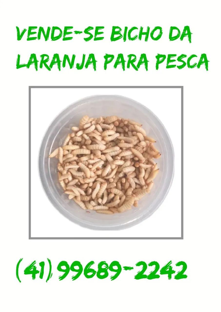 Bicho da Laranja