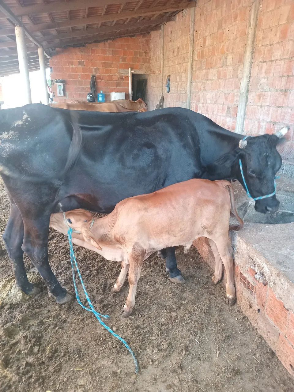 Vendo essa vaca  - Foto 4