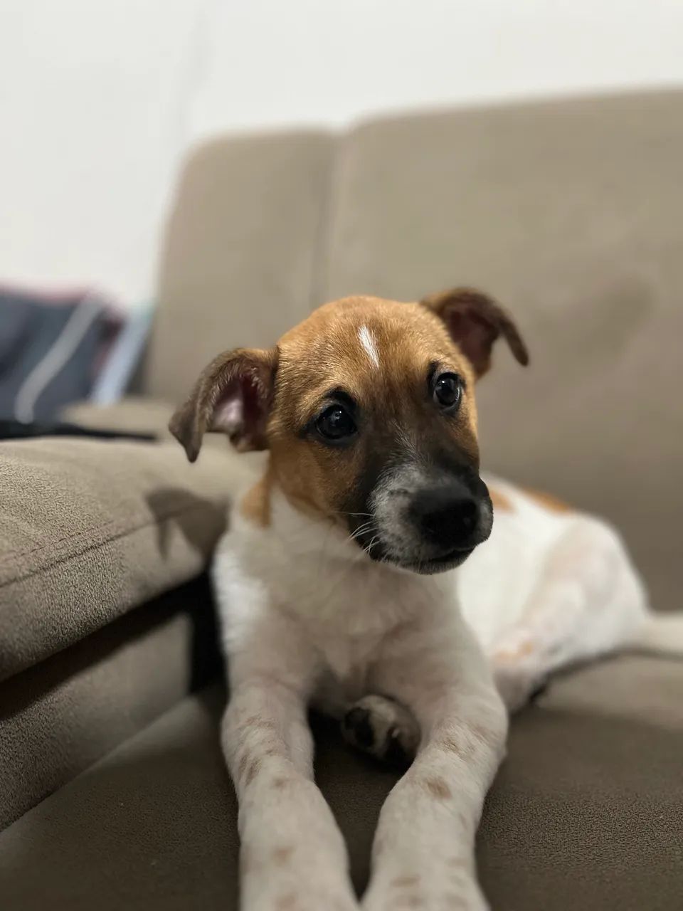 Doação filhote  - Foto 4