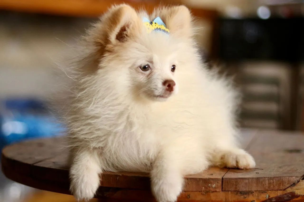 Spitz - Foto 5