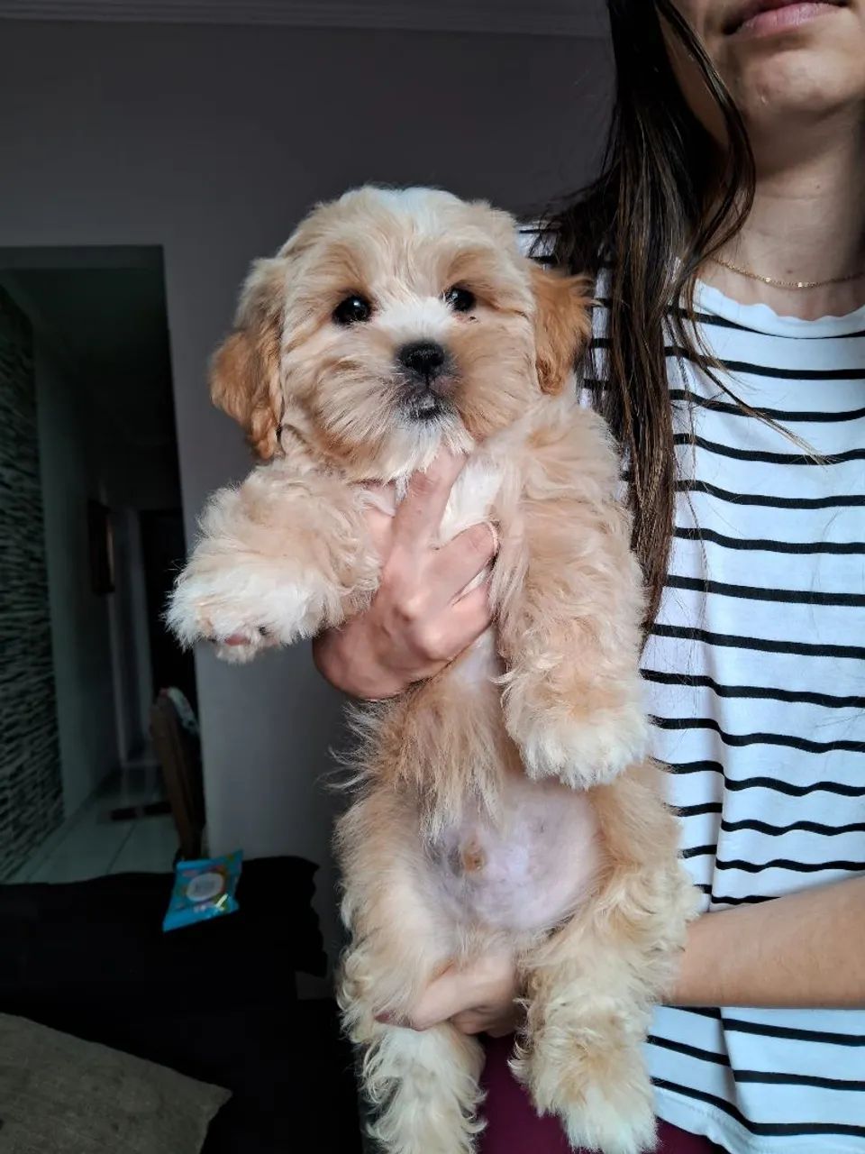 Lhasa Apso - Foto 2
