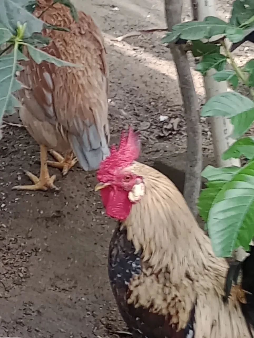 Galinha  - Foto 4